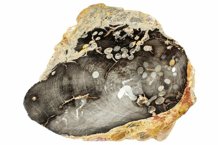 Petrified Peanut Wood Slab - Australia #239741